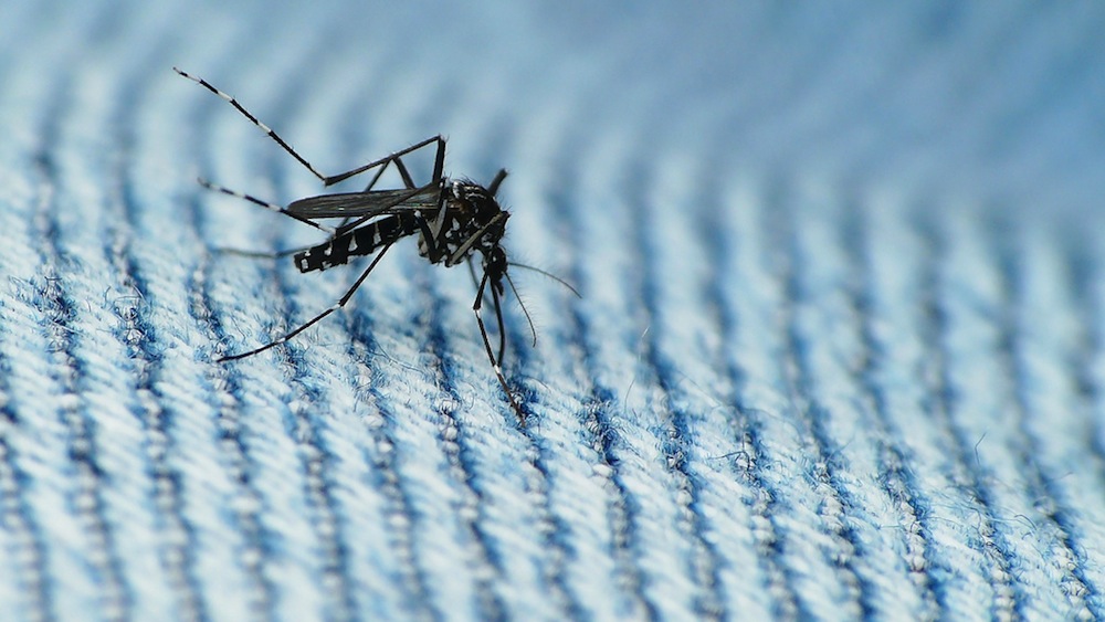 OSHA issues advisory to protect workers from Zika virus